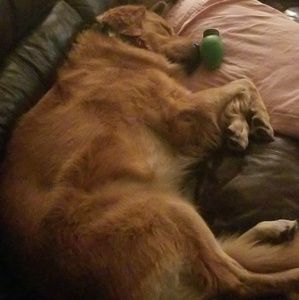 Meet your Posher, Lee